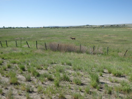 GDMBR: Deer, not antelope.